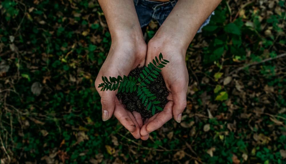 Muddy hands cupping a young fern seedling in dark soil against the forest floor
