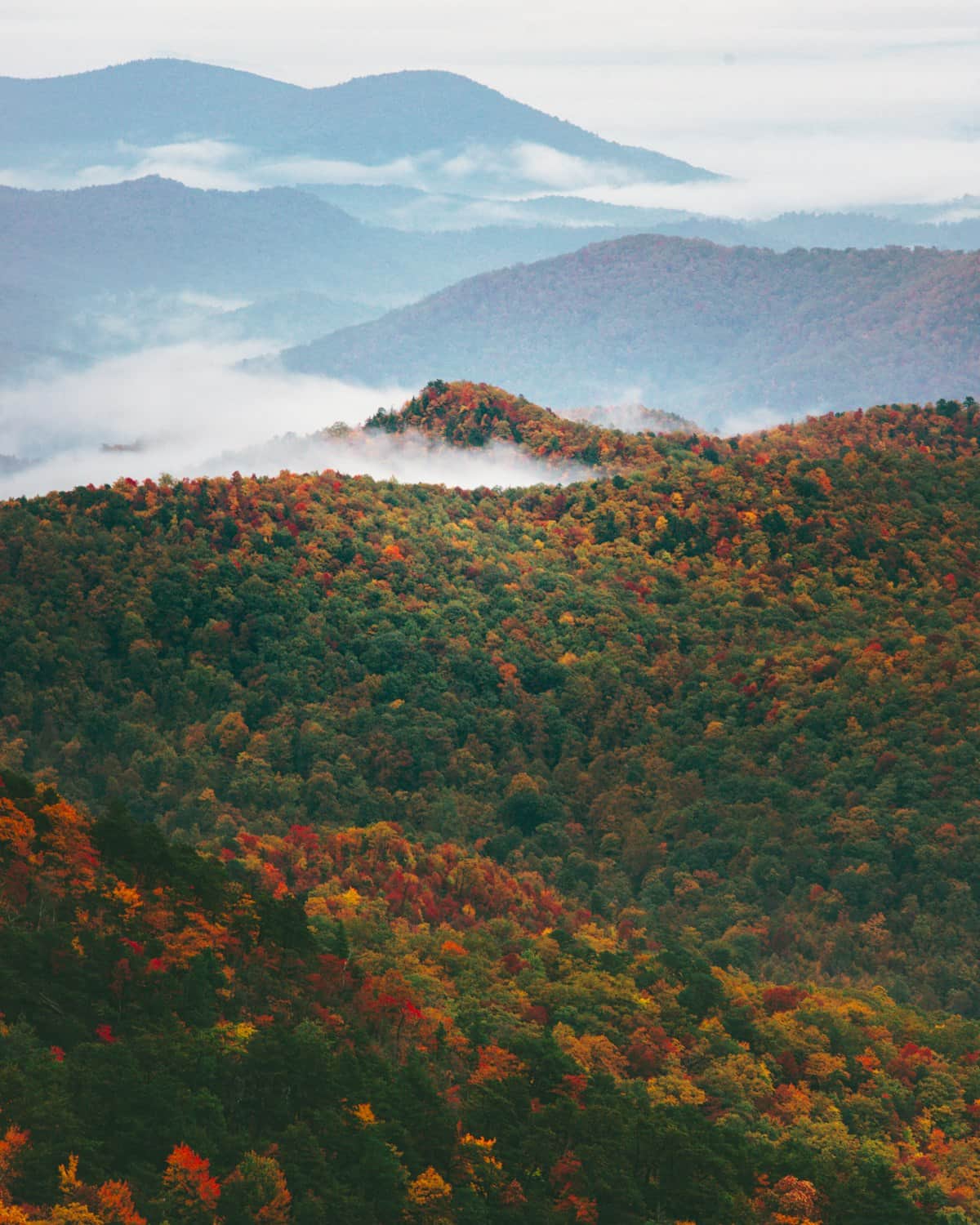 Autumn color sweeping across forested Blue Ridge slopes with mist in the valleys