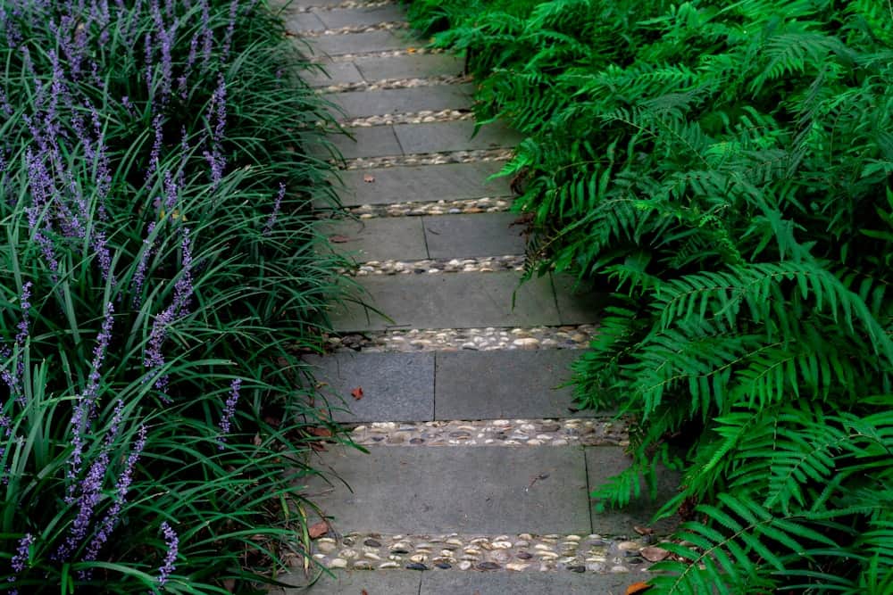 Shaded stone walk bordered by ferns and blooming liriope