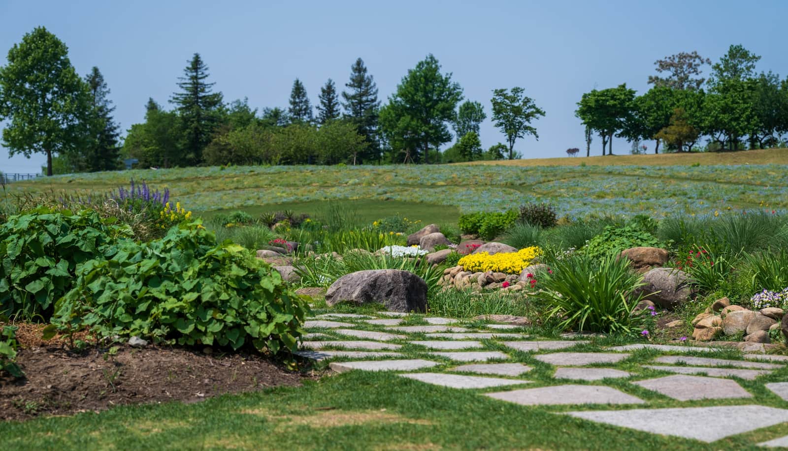 Fieldstone stepping path winding through layered planting beds and boulders toward an open wildflower meadow and tree line