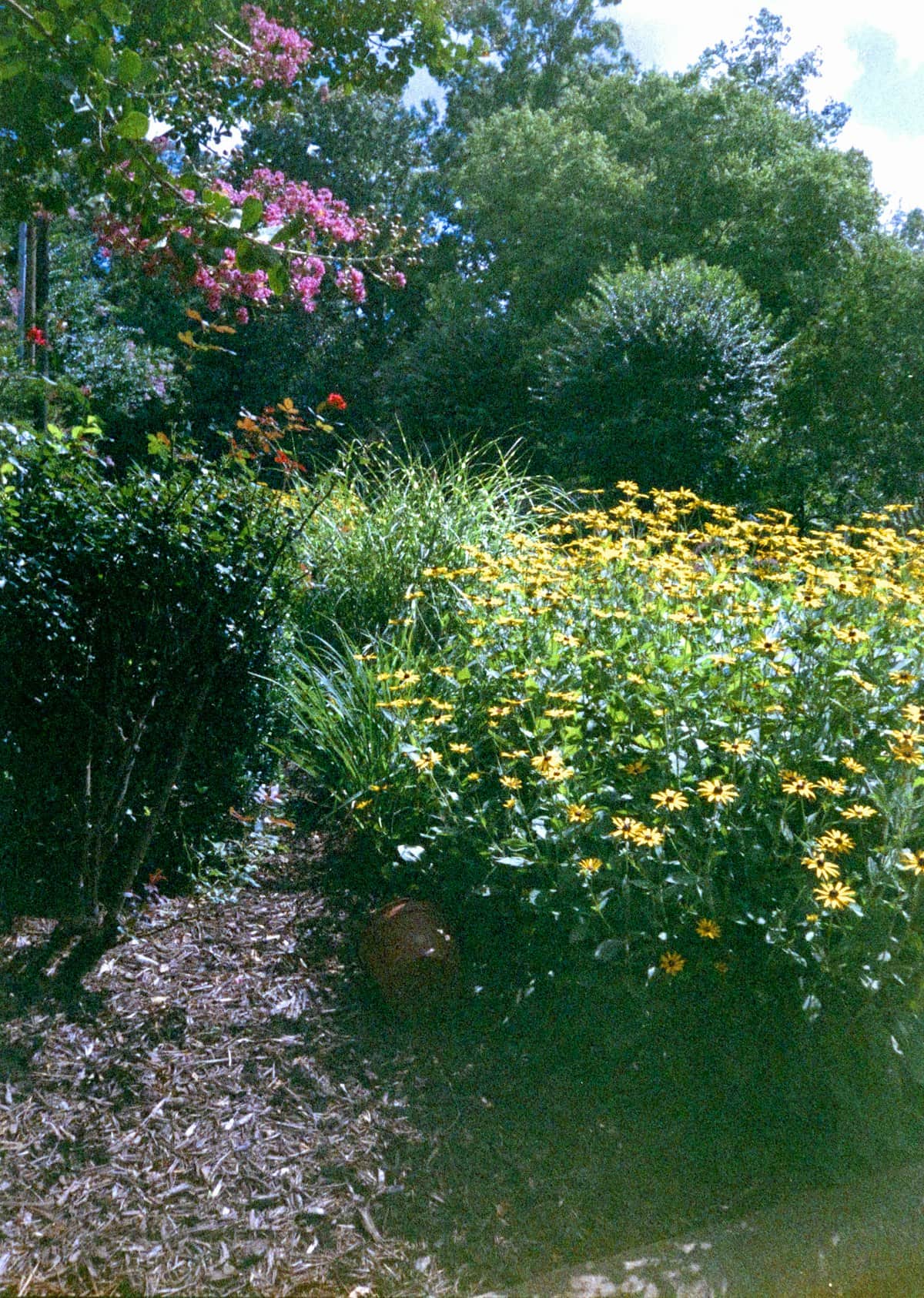 Black-eyed Susans (Rudbeckia) blooming in a perennial bed dressed with aged hardwood mulch