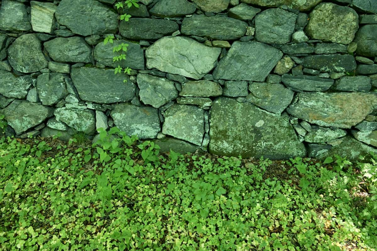 Dry-stacked gray fieldstone retaining wall with green groundcover growing at its base