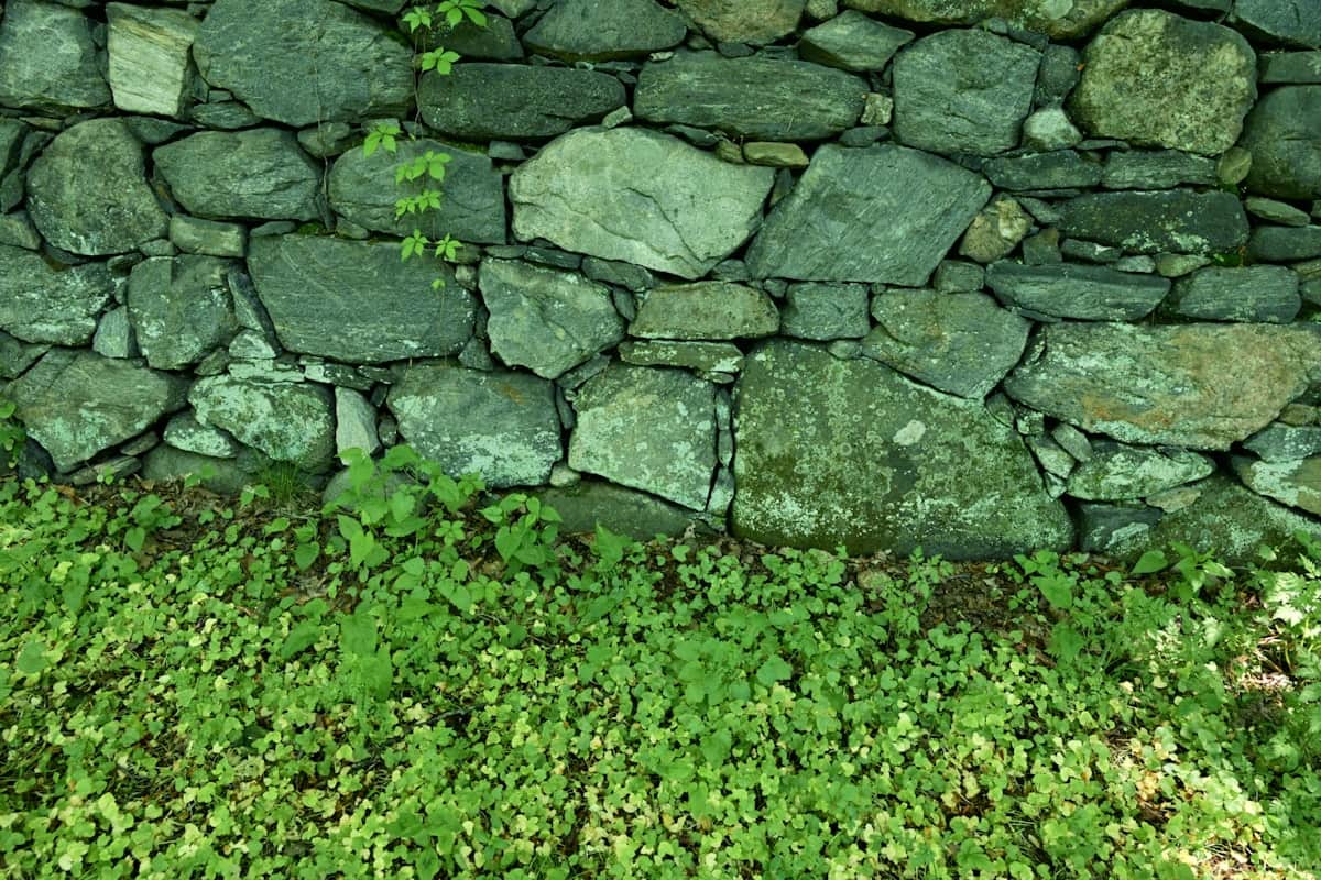 Dry-stacked fieldstone wall with groundcover at its base