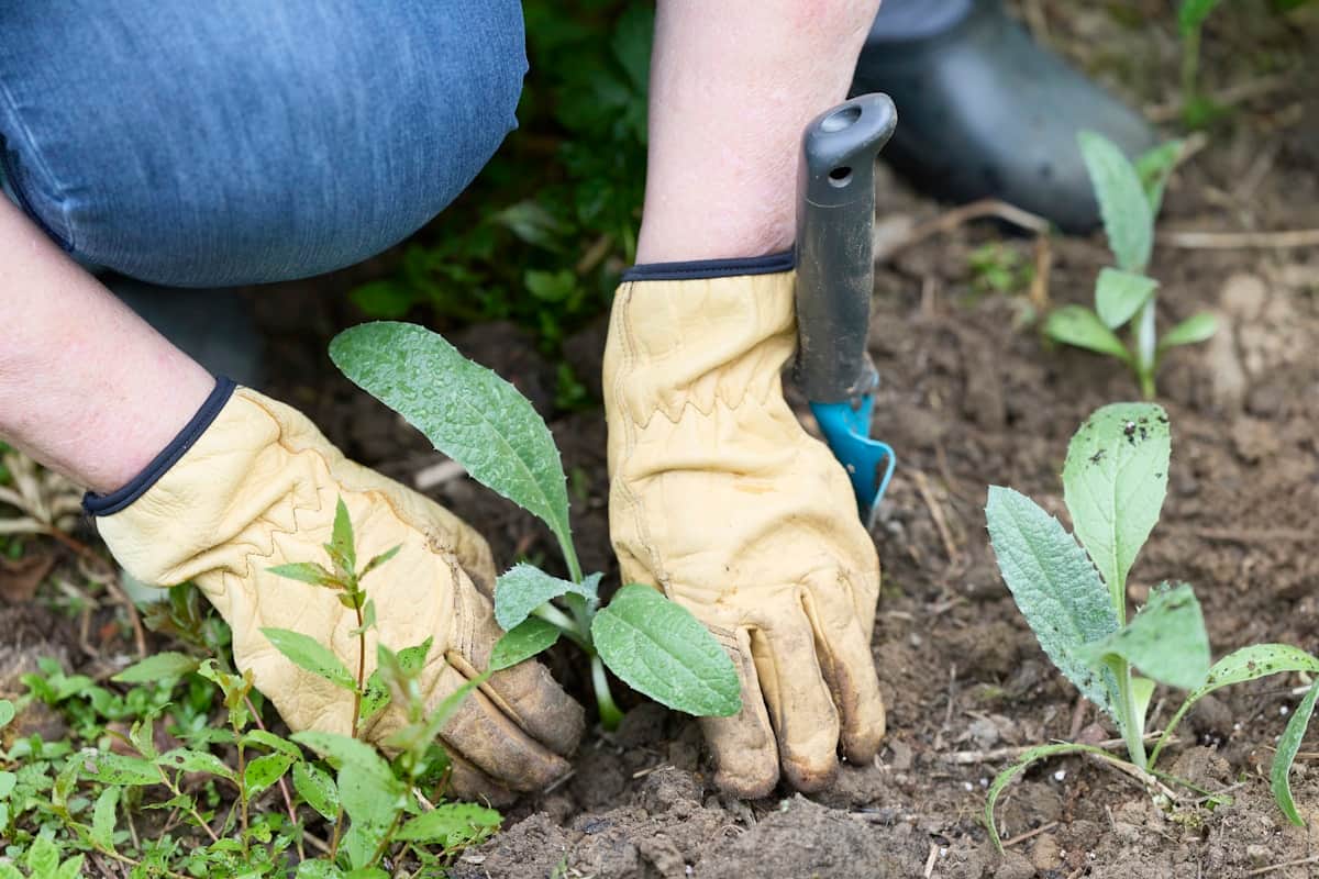 Gloved hands firming soil around young seedlings in a freshly planted garden bed