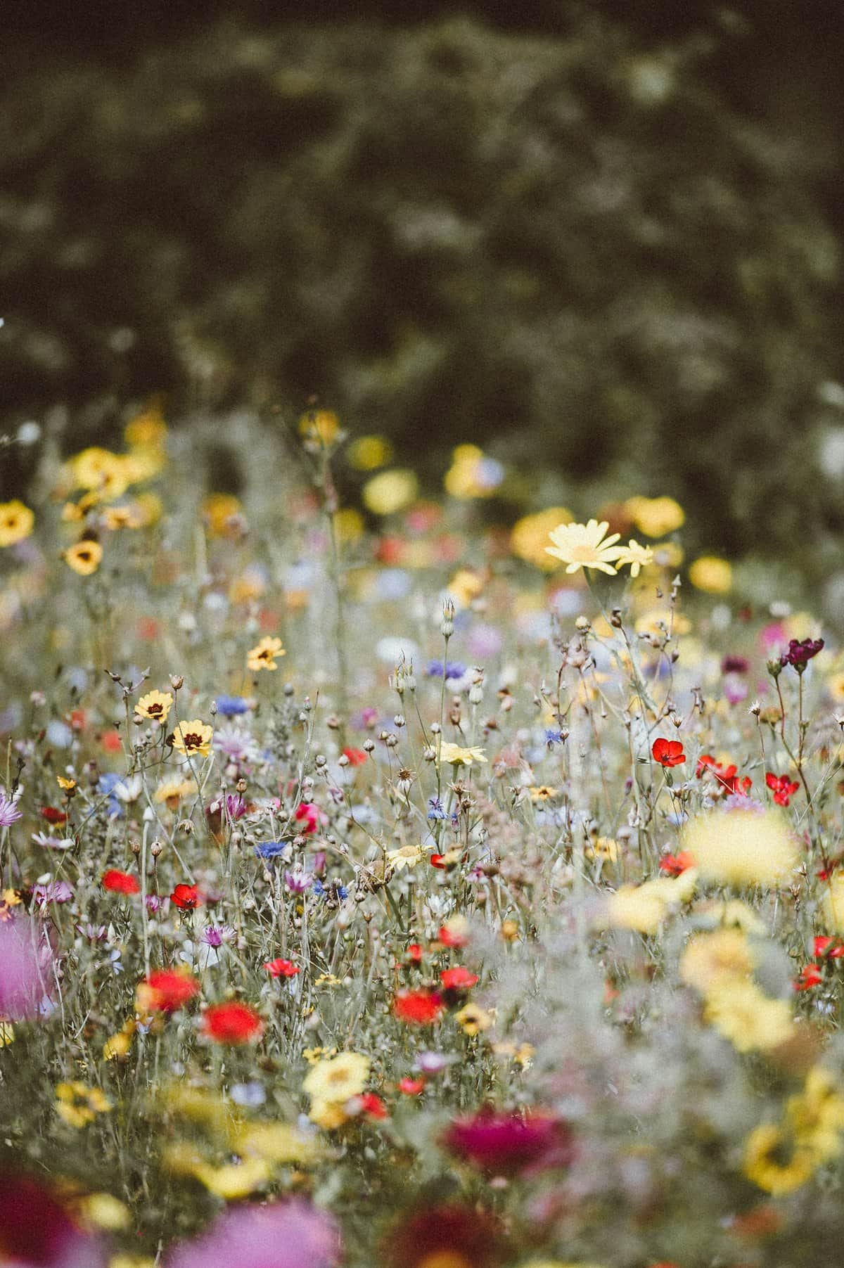 Meadow of red, yellow, and blue wildflowers in soft light