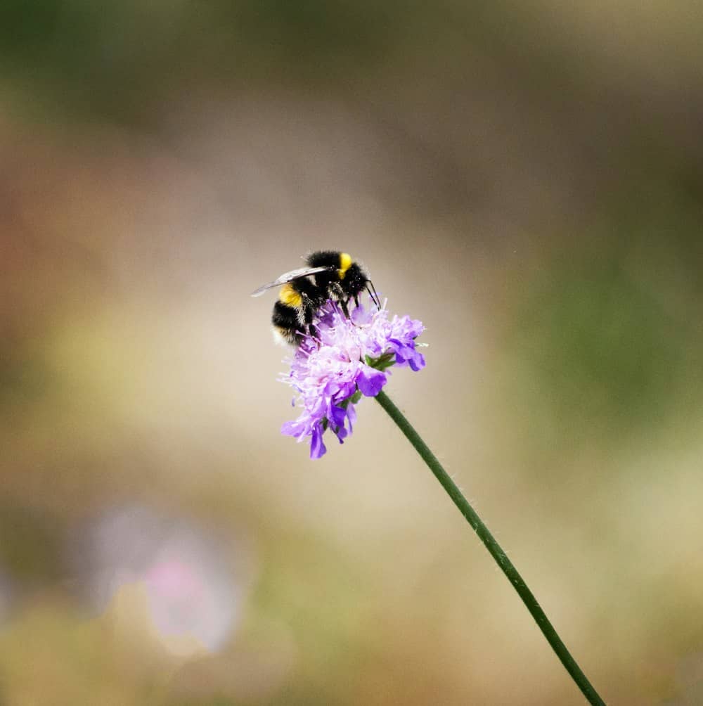 Bumblebee gathering pollen on a purple field scabiosa bloom, soft green background
